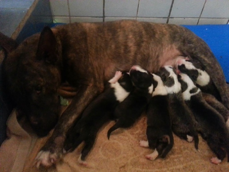Hitty hitty de la maison des chiots