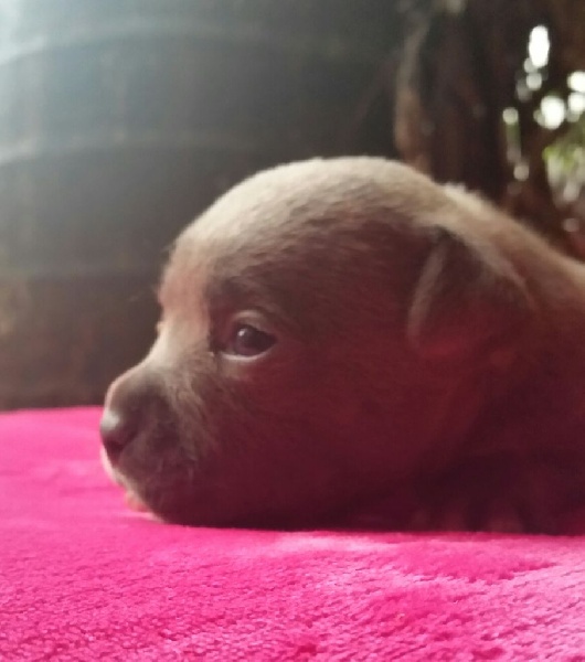 Johana Grondin - Staffordshire Bull Terrier - Portée née le 14/10/2015