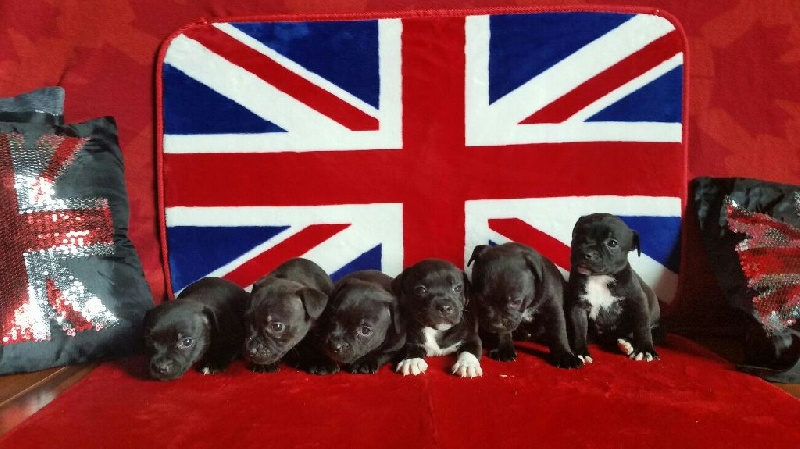 Johana Grondin - Staffordshire Bull Terrier - Portée née le 30/09/2015