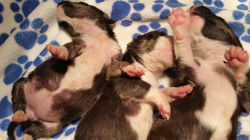 Johana Grondin - Bull Terrier - Portée née le 11/07/2015